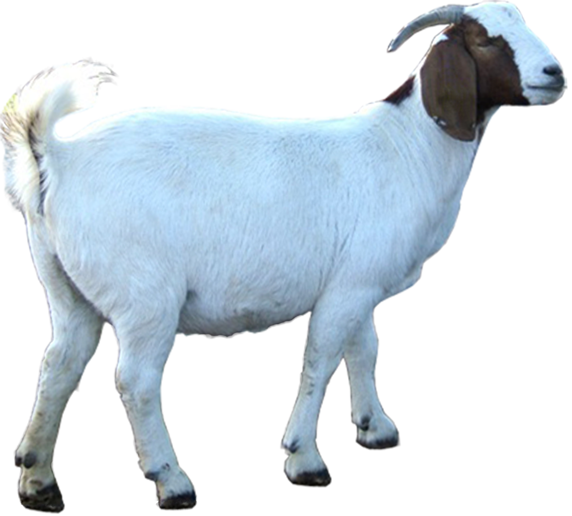 Detail Cara Menggambar Kambing Yang Mudah Nomer 53