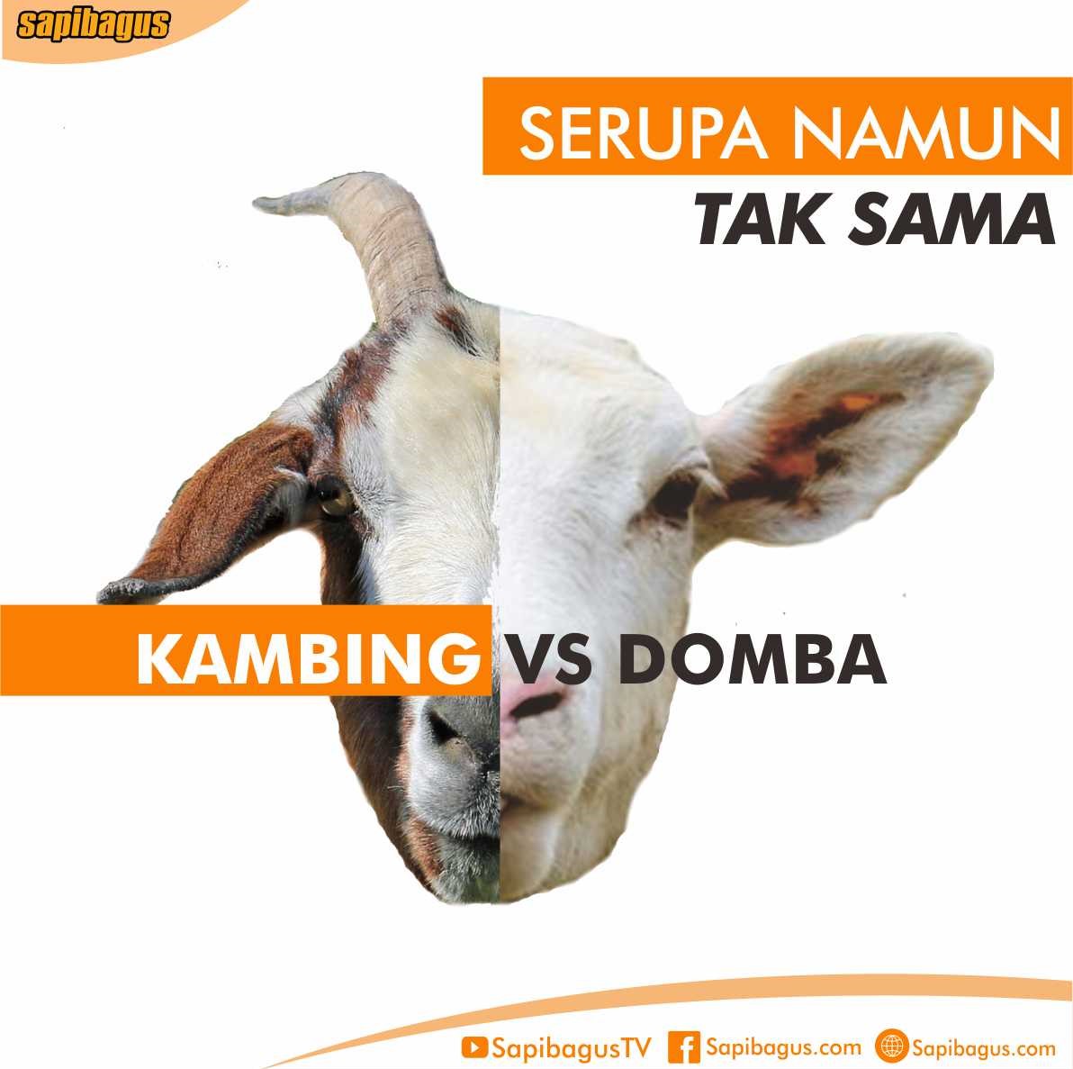 Detail Cara Menggambar Kambing Yang Mudah Nomer 54