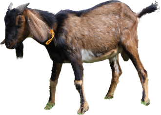 Detail Cara Menggambar Kambing Yang Mudah Nomer 55