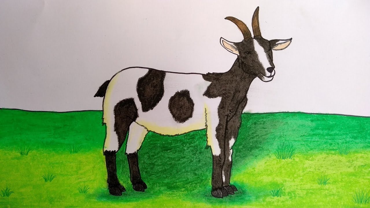 Detail Cara Menggambar Kambing Yang Mudah Nomer 8
