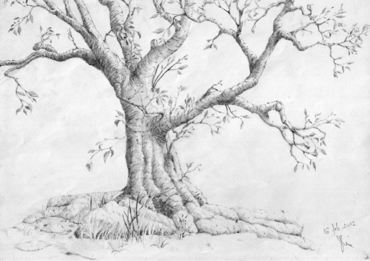 Detail Cara Menggambar Pohon Dengan Pensil Nomer 55