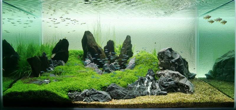 Detail Cara Merangkai Batu Aquascape Nomer 57