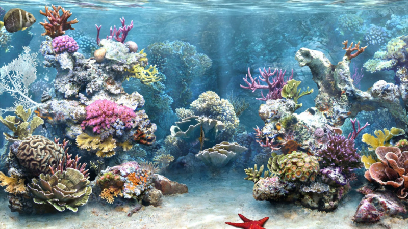 Detail Cara Pasang Wallpaper Aquarium Nomer 11