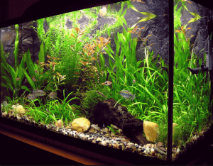 Detail Cara Pasang Wallpaper Aquarium Nomer 32