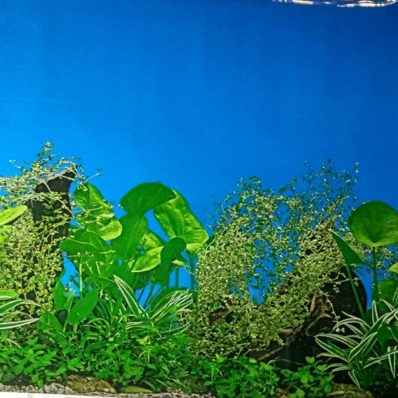 Detail Cara Pasang Wallpaper Aquarium Nomer 47