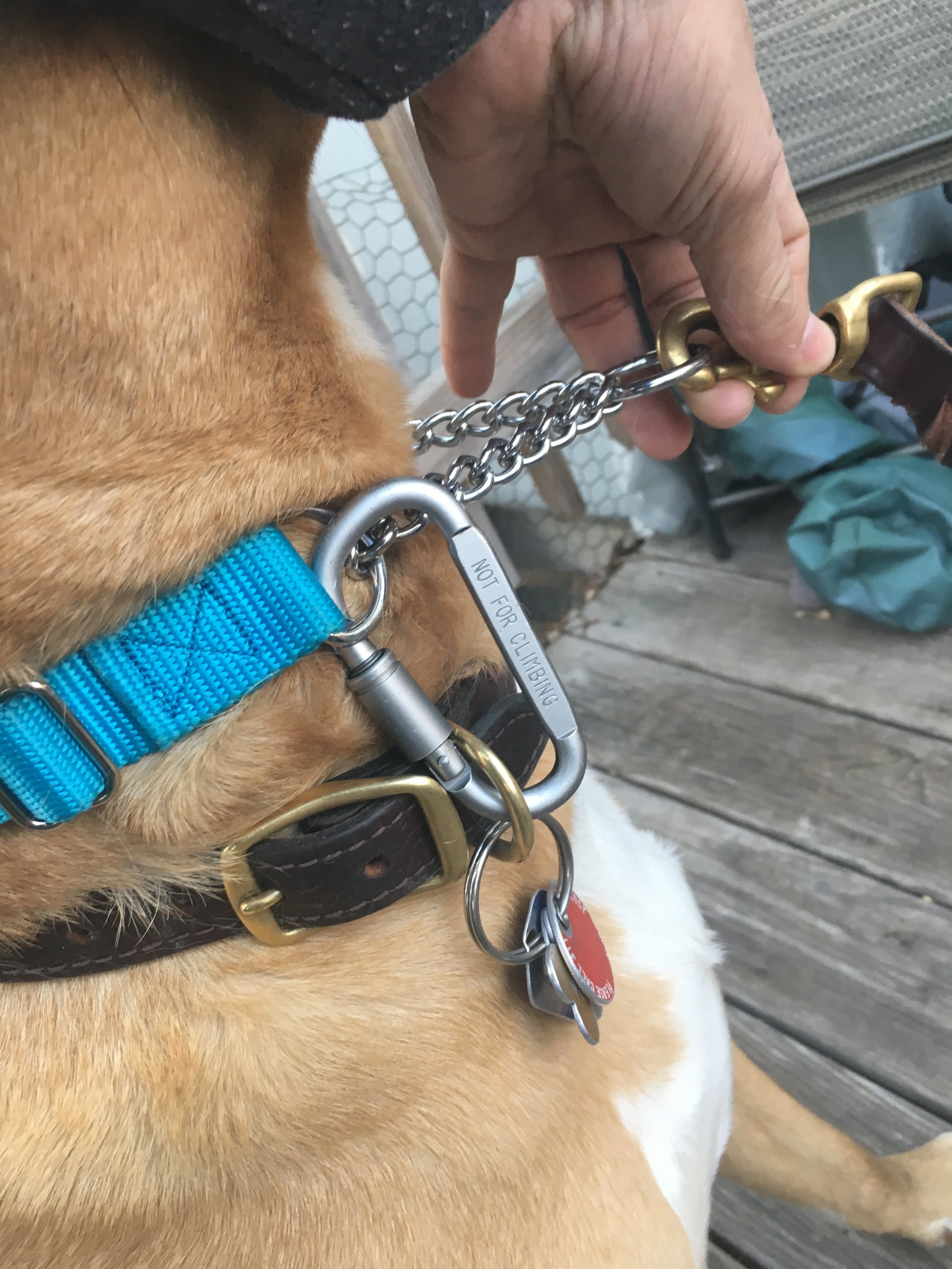 Detail Carabiner Dog Collar Nomer 12