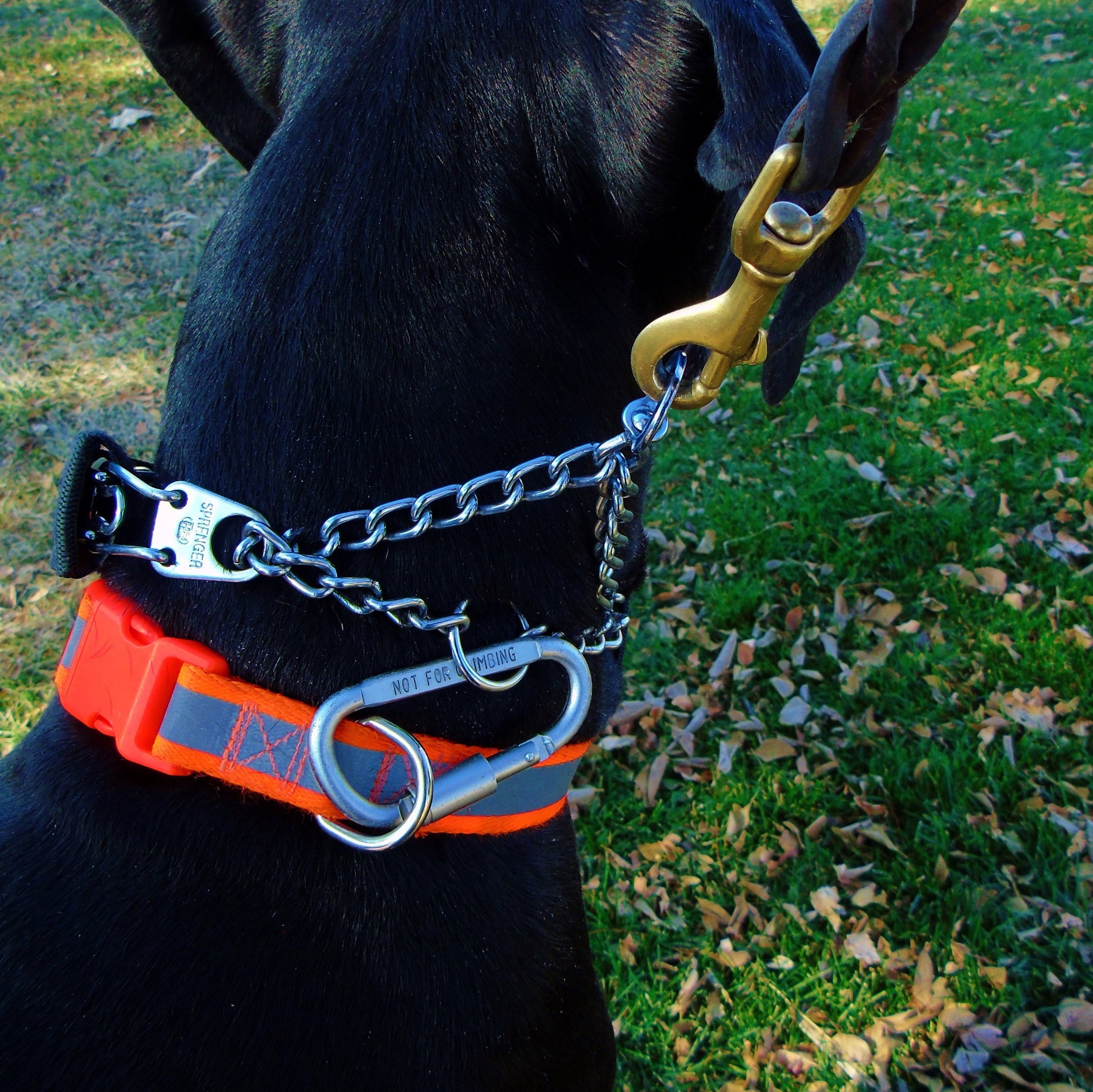 Detail Carabiner Dog Collar Nomer 13