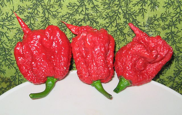 Detail Carolina Reaper Skala Nomer 11