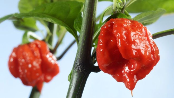 Detail Carolina Reaper Skala Nomer 19