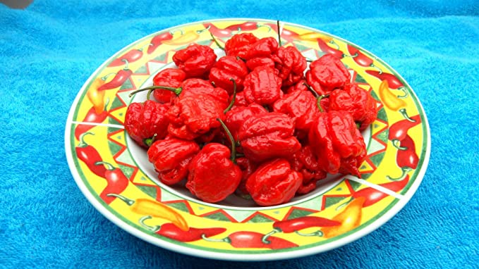 Detail Carolina Reaper Skala Nomer 36