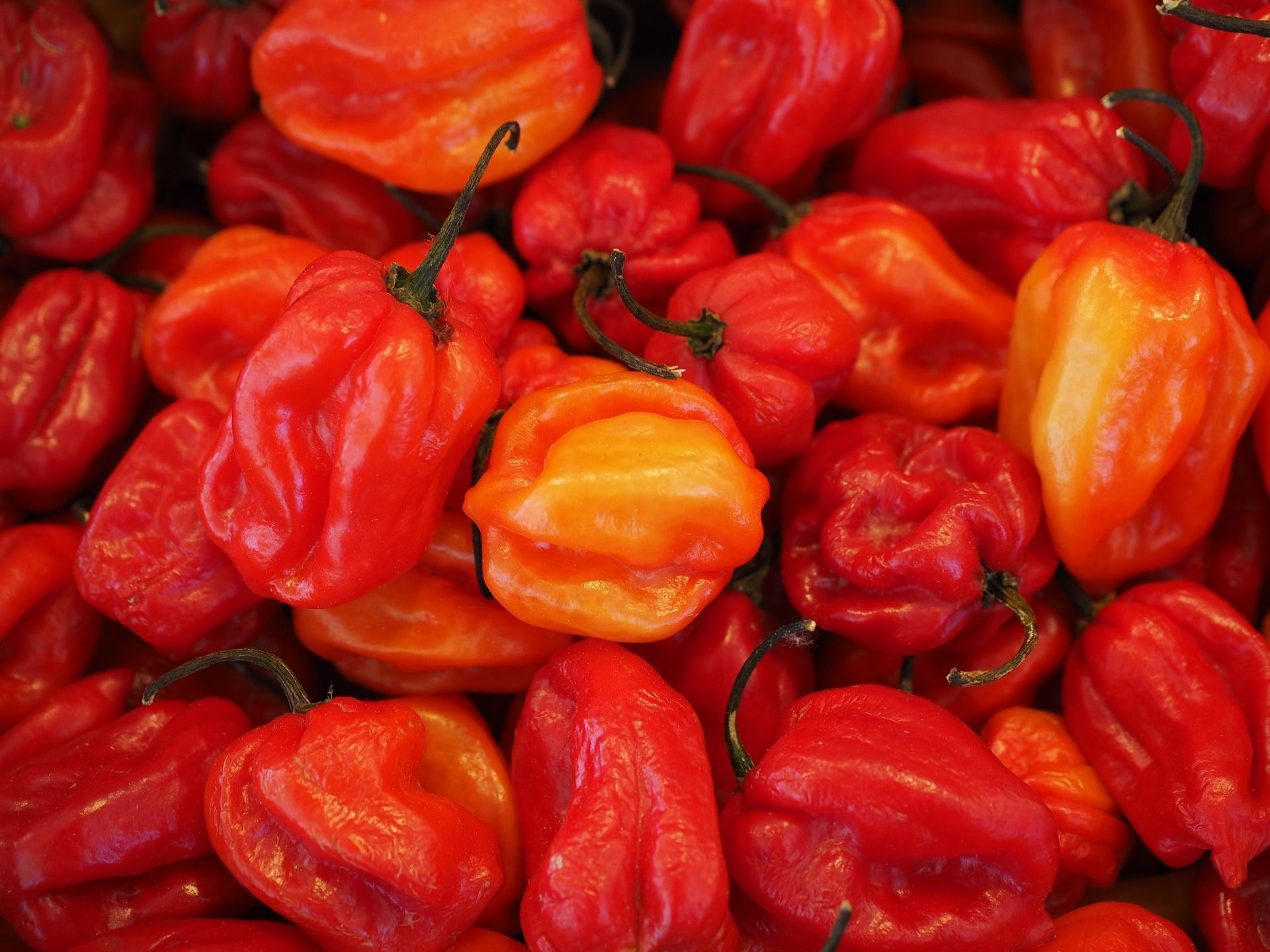 Detail Carolina Reaper Skala Nomer 38