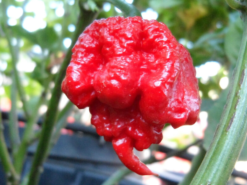 Detail Carolina Reaper Skala Nomer 50