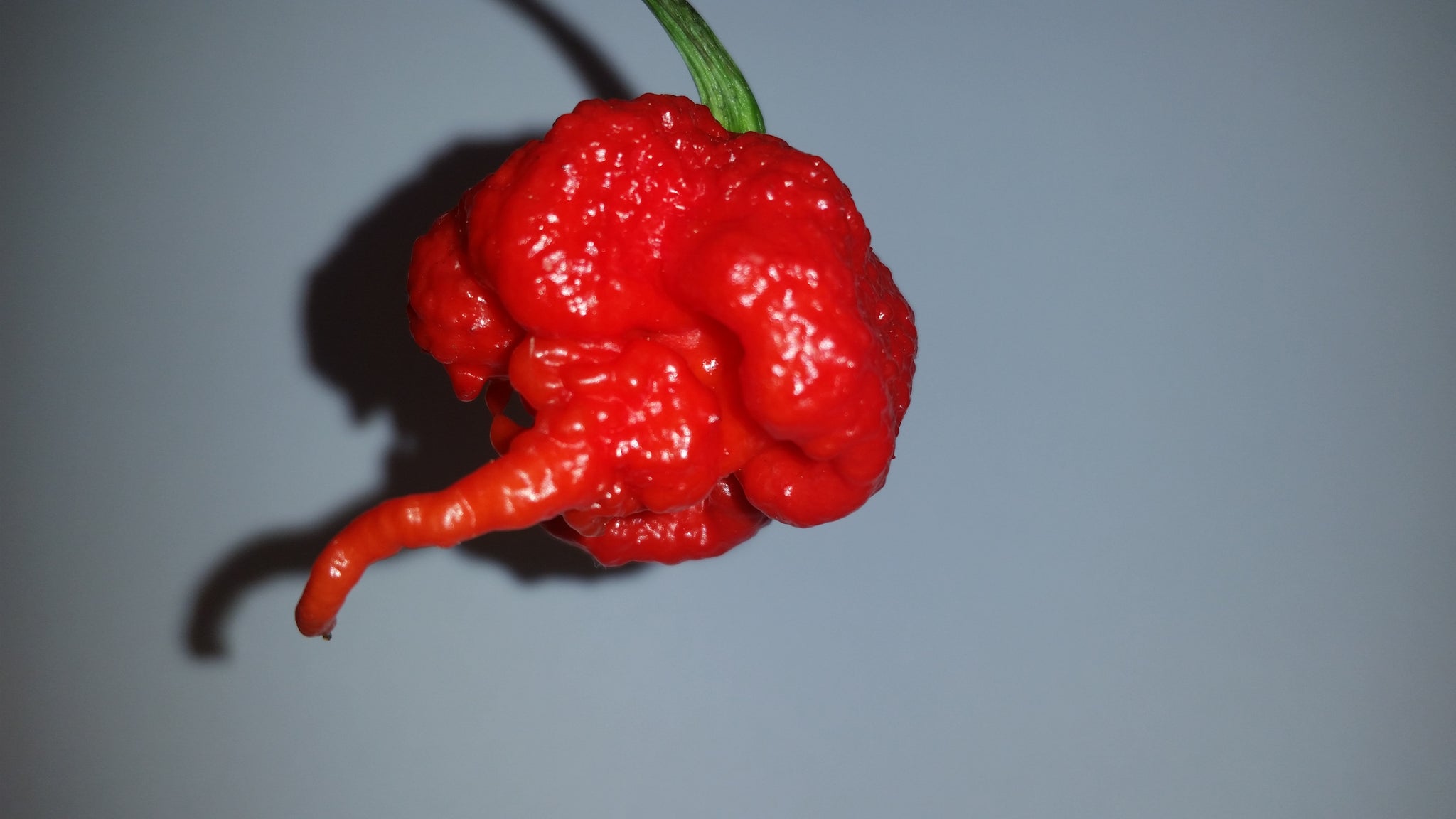 Detail Carolina Reaper Skala Nomer 53