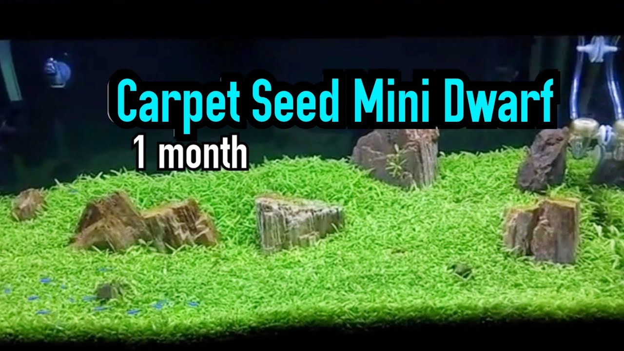 Carpet Seed Mini Dwarf - KibrisPDR