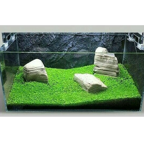 Detail Carpet Seed Mini Dwarf Nomer 2