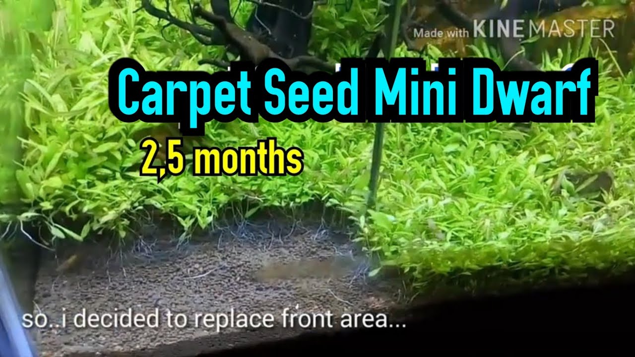 Detail Carpet Seed Mini Dwarf Nomer 11