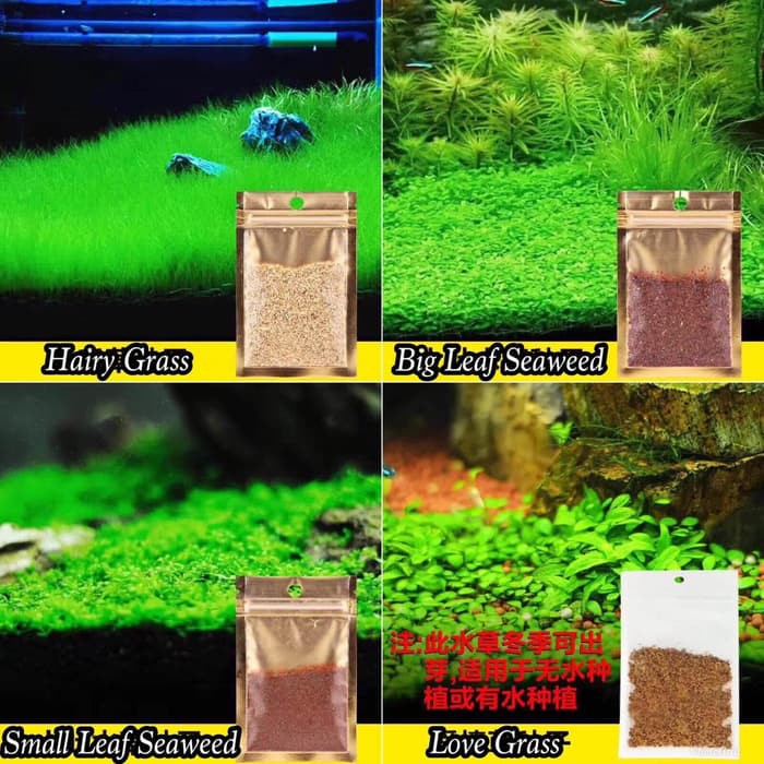 Detail Carpet Seed Mini Dwarf Nomer 12