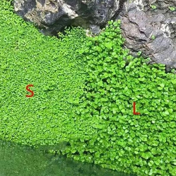 Detail Carpet Seed Mini Dwarf Nomer 13