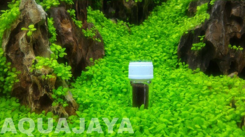 Detail Carpet Seed Mini Dwarf Nomer 14