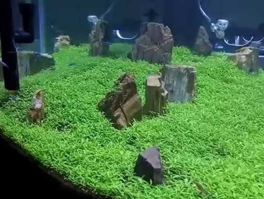 Detail Carpet Seed Mini Dwarf Nomer 15