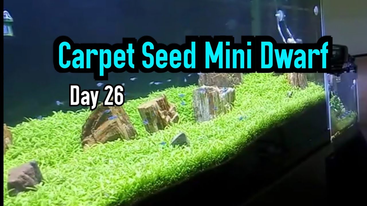 Detail Carpet Seed Mini Dwarf Nomer 16