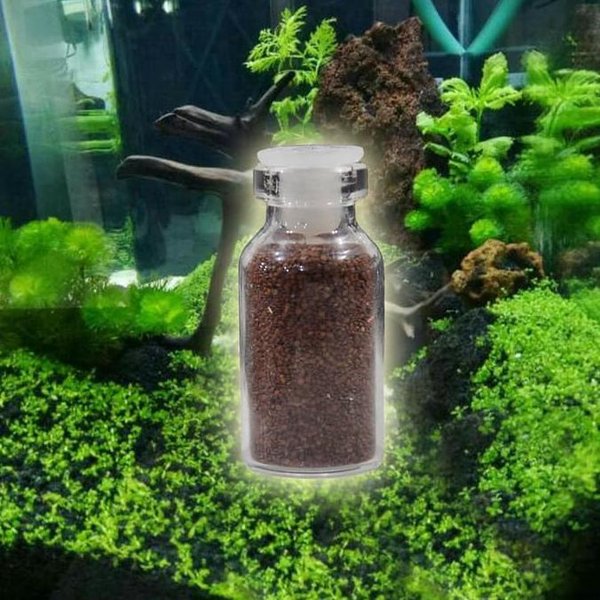 Detail Carpet Seed Mini Dwarf Nomer 17