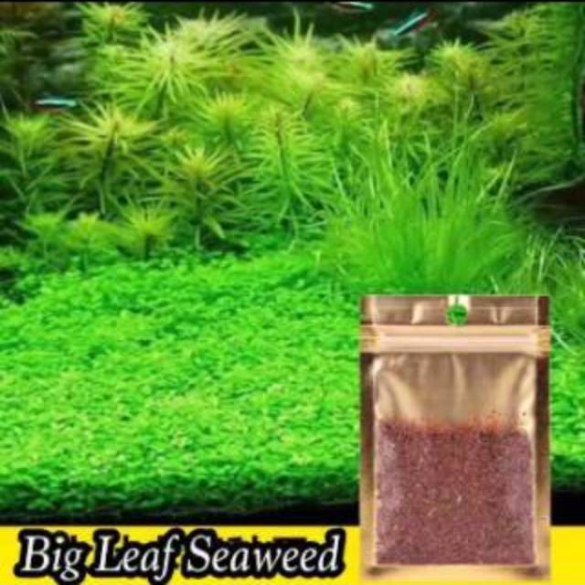 Detail Carpet Seed Mini Dwarf Nomer 18