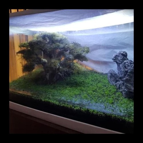 Detail Carpet Seed Mini Dwarf Nomer 19