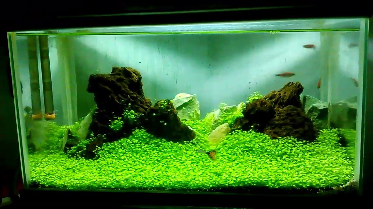 Detail Carpet Seed Mini Dwarf Nomer 20