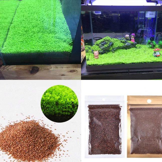 Detail Carpet Seed Mini Dwarf Nomer 3