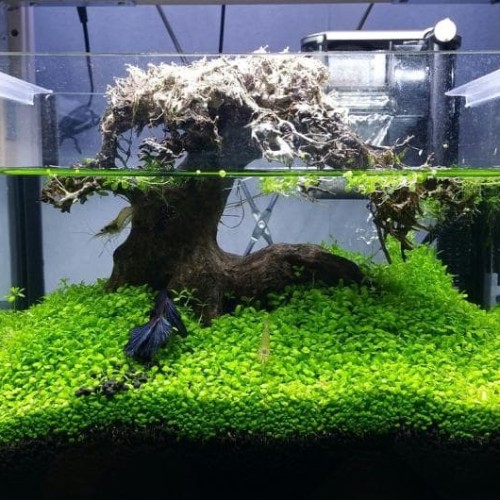 Detail Carpet Seed Mini Dwarf Nomer 21