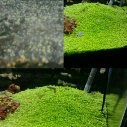 Detail Carpet Seed Mini Dwarf Nomer 23
