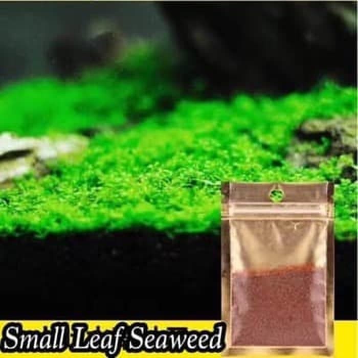 Detail Carpet Seed Mini Dwarf Nomer 24