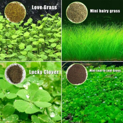 Detail Carpet Seed Mini Dwarf Nomer 25