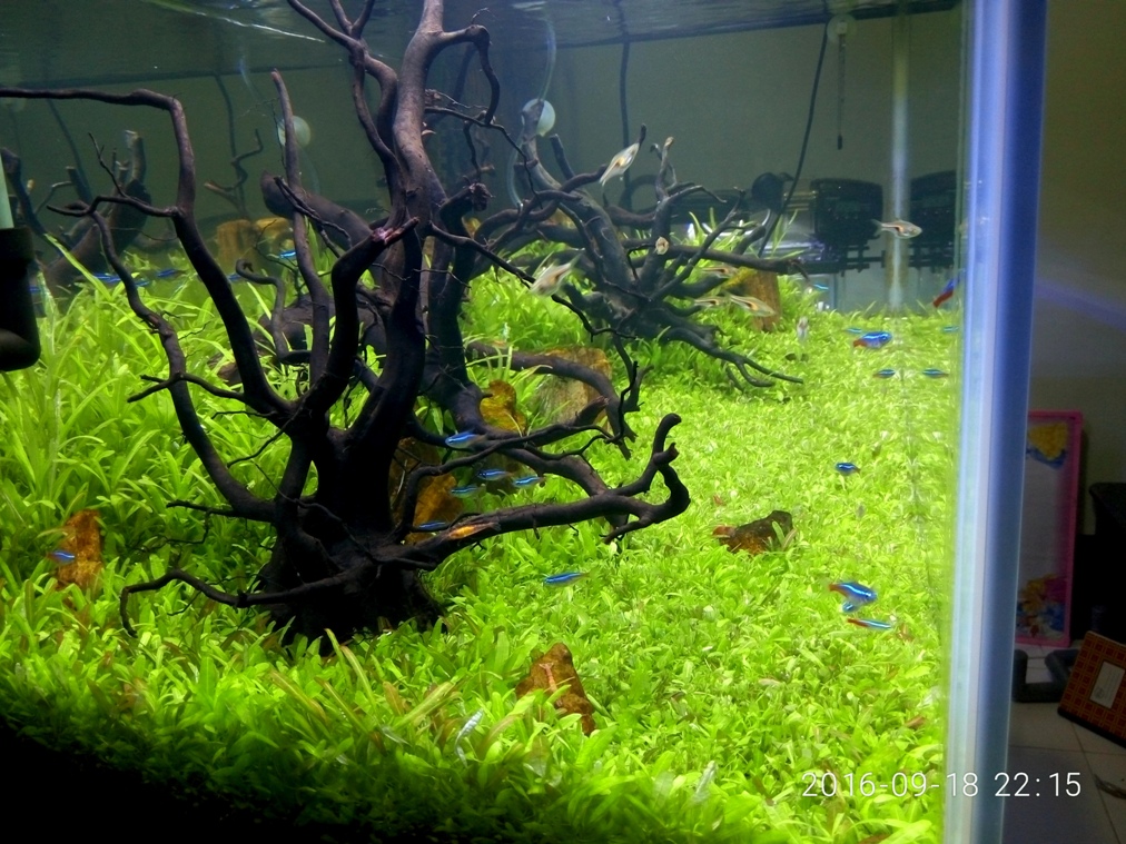 Detail Carpet Seed Mini Dwarf Nomer 26