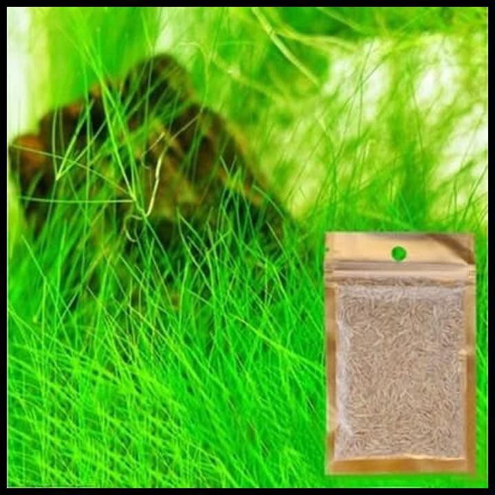 Detail Carpet Seed Mini Dwarf Nomer 29