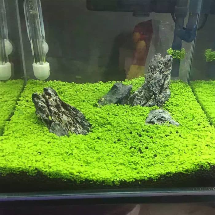 Detail Carpet Seed Mini Dwarf Nomer 4