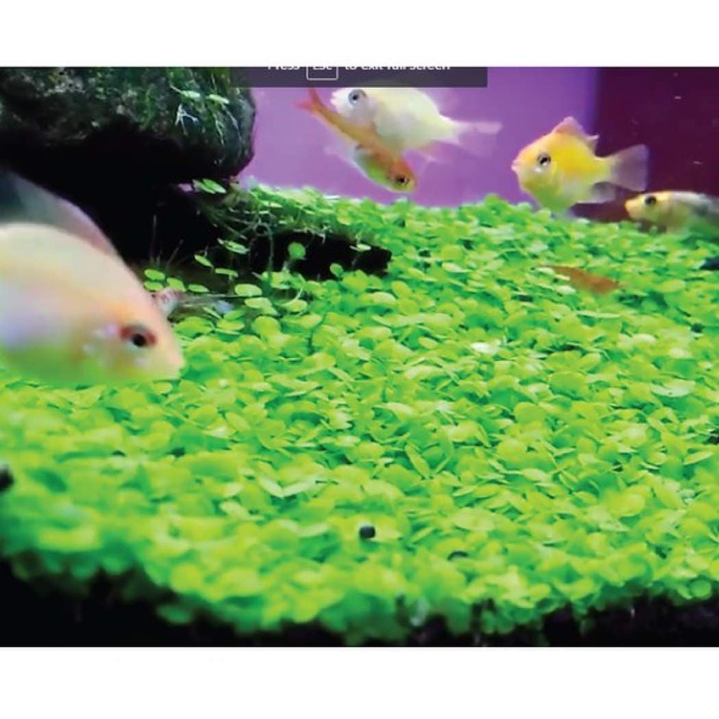Detail Carpet Seed Mini Dwarf Nomer 30