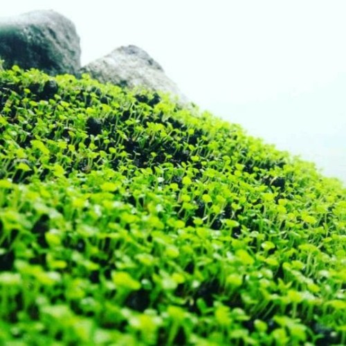 Detail Carpet Seed Mini Dwarf Nomer 31