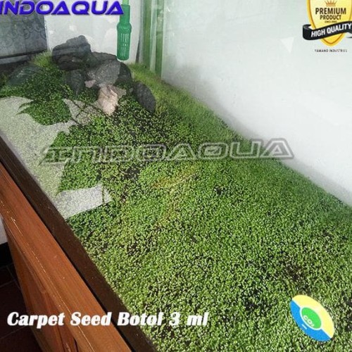 Detail Carpet Seed Mini Dwarf Nomer 32