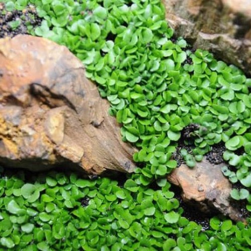 Detail Carpet Seed Mini Dwarf Nomer 33