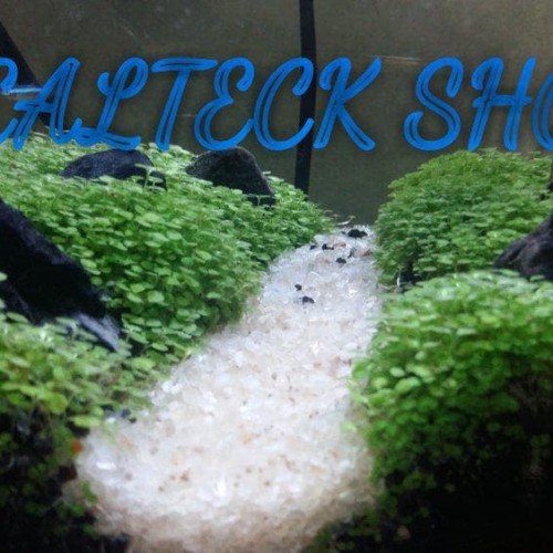 Detail Carpet Seed Mini Dwarf Nomer 34