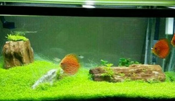 Detail Carpet Seed Mini Dwarf Nomer 35