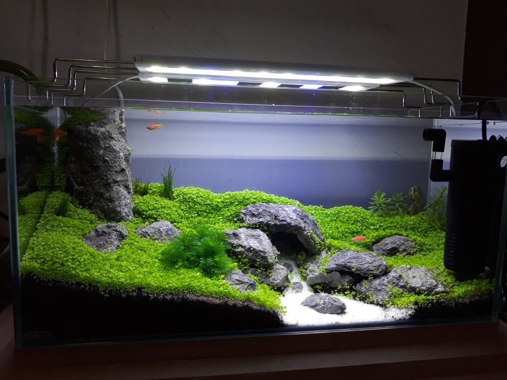 Detail Carpet Seed Mini Dwarf Nomer 36