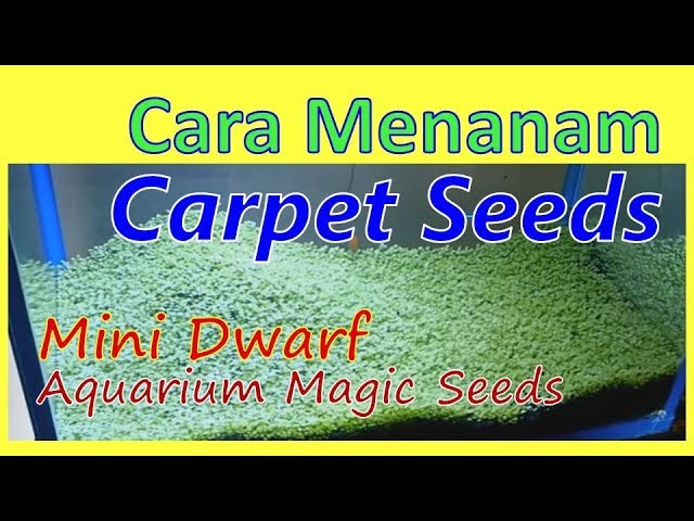 Detail Carpet Seed Mini Dwarf Nomer 37