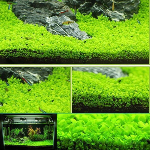 Detail Carpet Seed Mini Dwarf Nomer 38