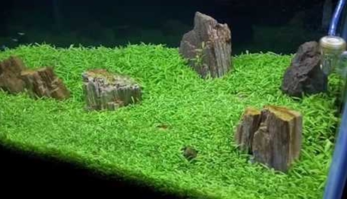 Detail Carpet Seed Mini Dwarf Nomer 39