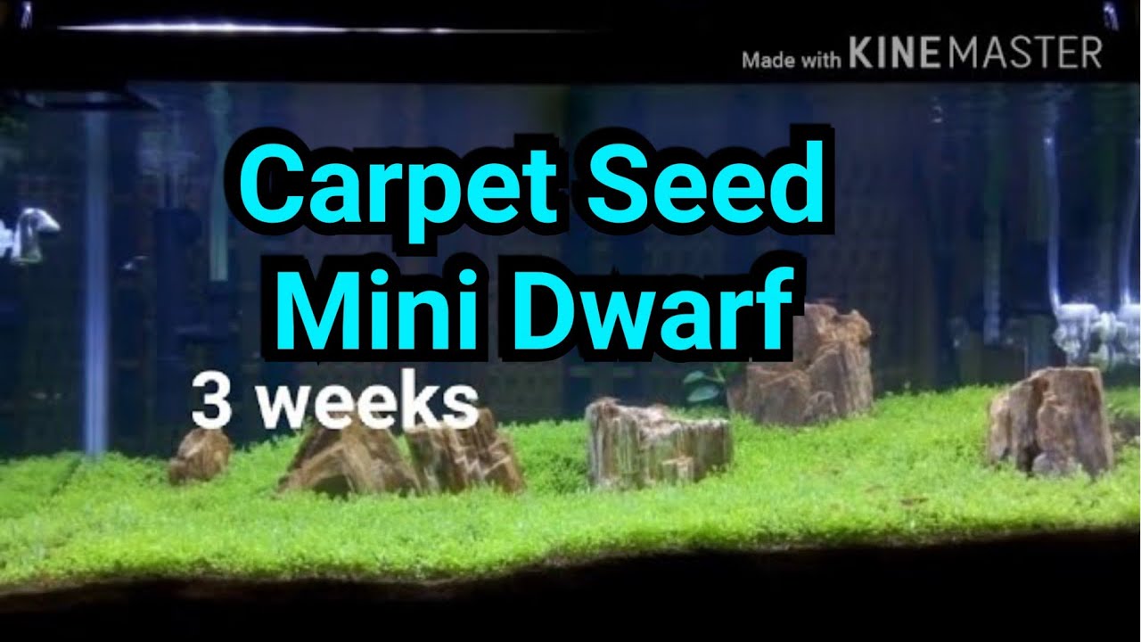 Detail Carpet Seed Mini Dwarf Nomer 5