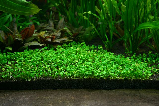Detail Carpet Seed Mini Dwarf Nomer 41