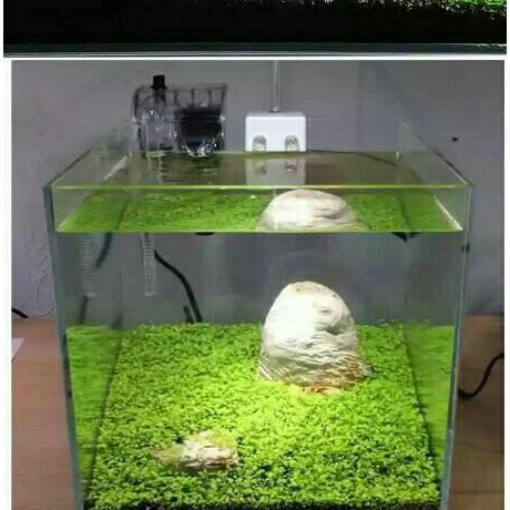 Detail Carpet Seed Mini Dwarf Nomer 43